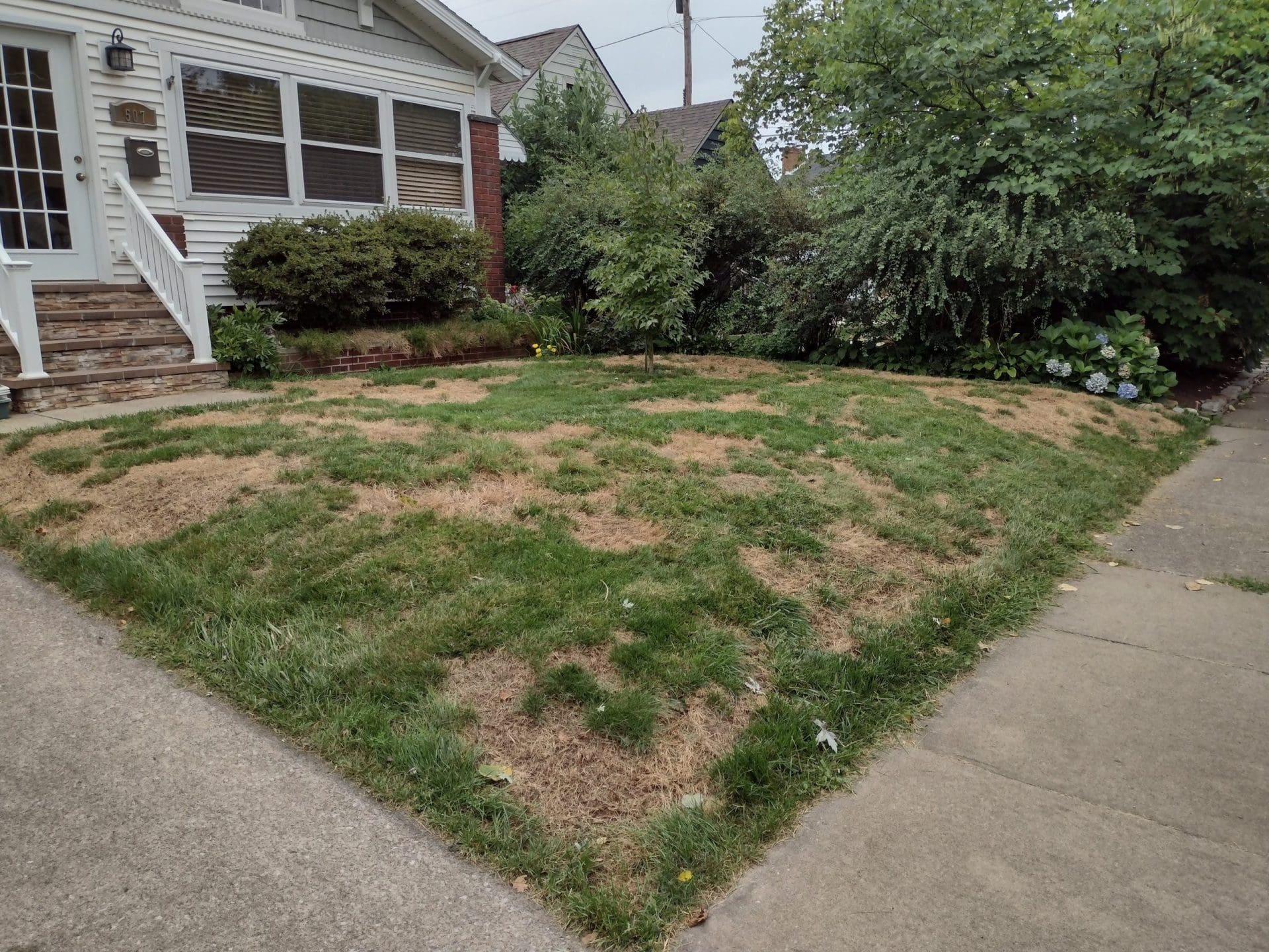 Yellowing lawn in Canton, OH, underscoring the importance of Greener Grass's expert organic lawn care services to address specific issues and rejuvenate the health and greenery of lawns in the Canton community.