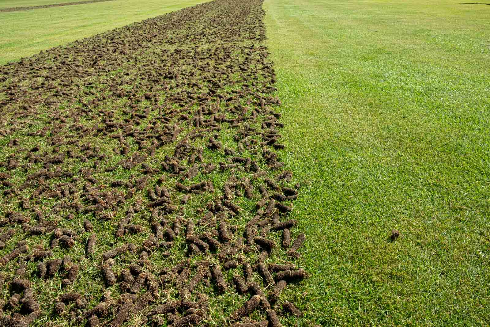 Freshly Aerated Lawn in Canton, Ohio for Improved Soil Health Benefits of Lawn Aeration