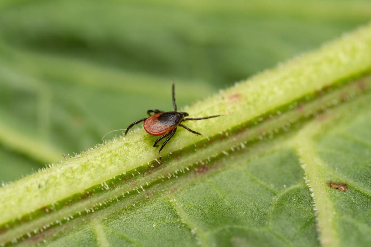 Flea & Tick Control - Greener Grass