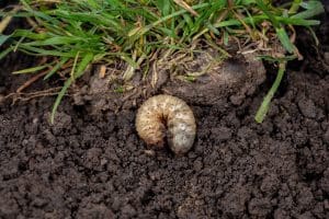 Grub in soil in medina ohio