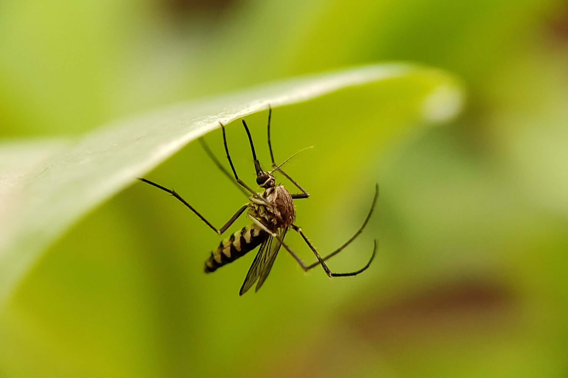 Mosquito Pest Control Solutions for Green