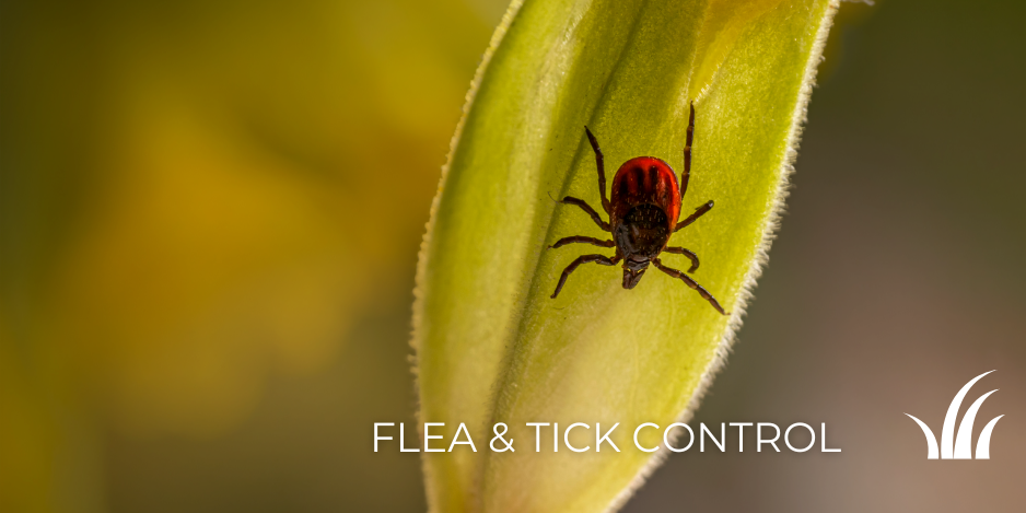 Greener Grass Lawn Tech Fertilizing a Lawn in Green, Ohio