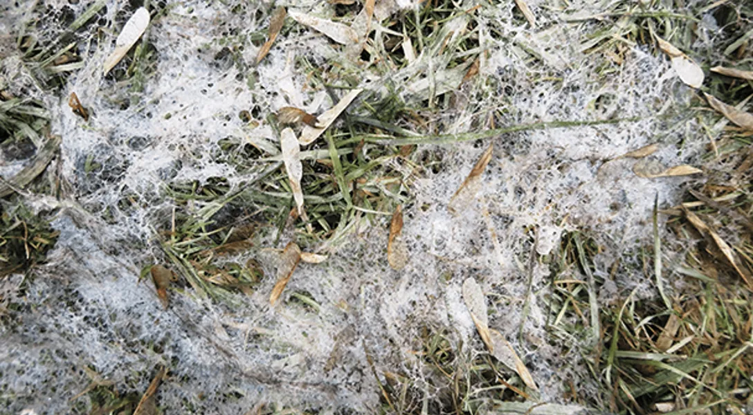 Snow mold in an ohio lawn.