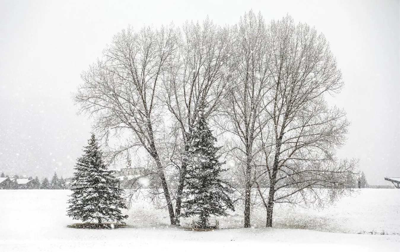 How snow can damage your grass.